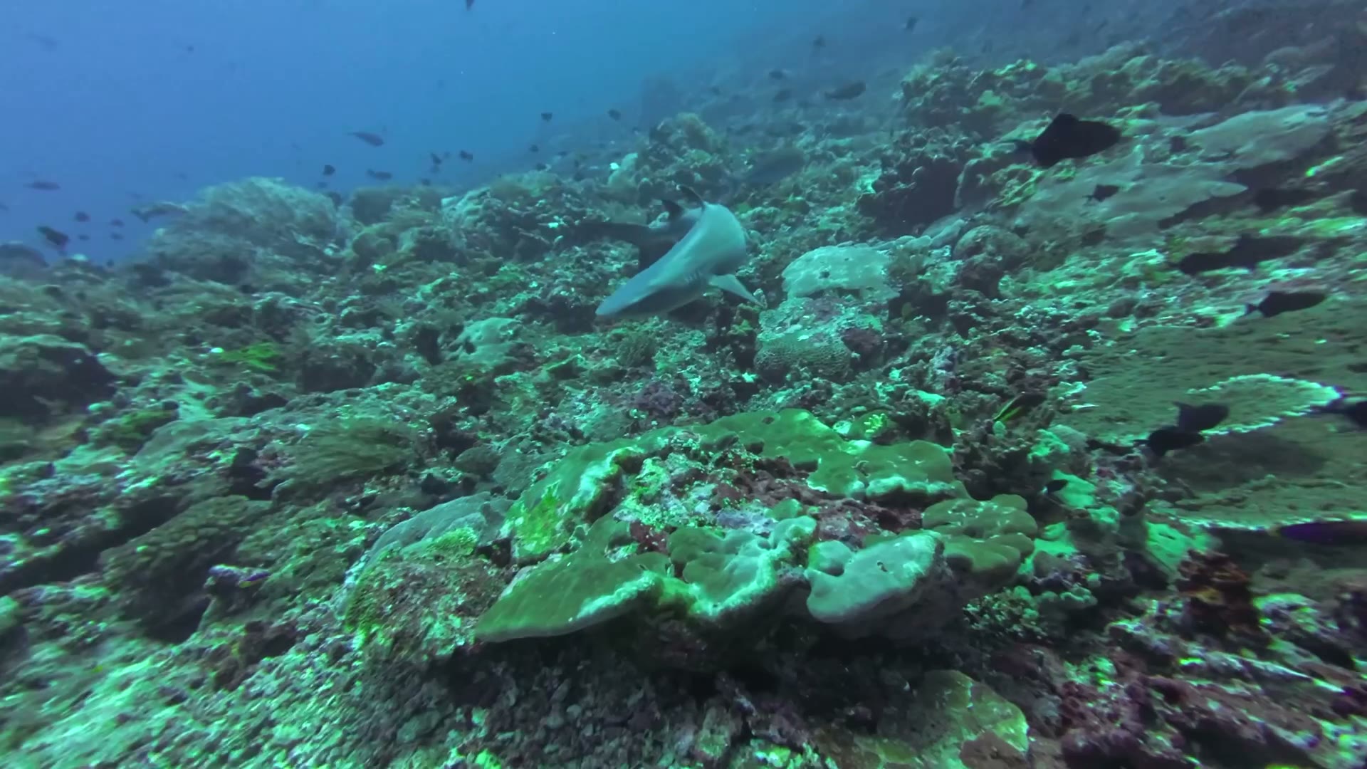 Technical diver on a wreck